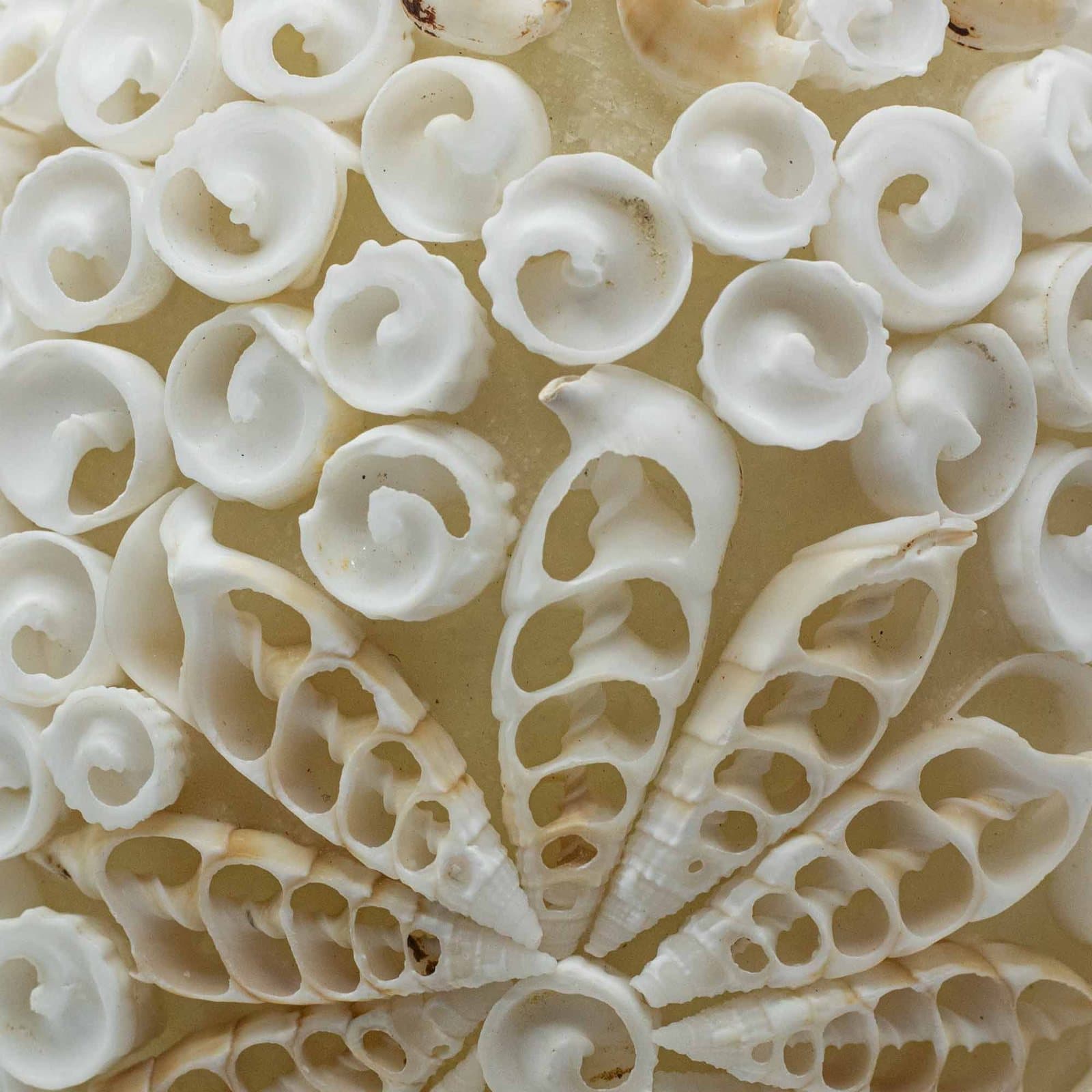 Boho sea shell lamp with a cut art shell pattern