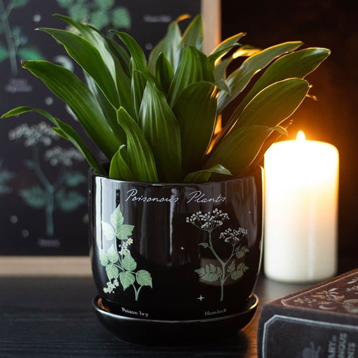 Ceramic plant pot decorated with poisonous plants
