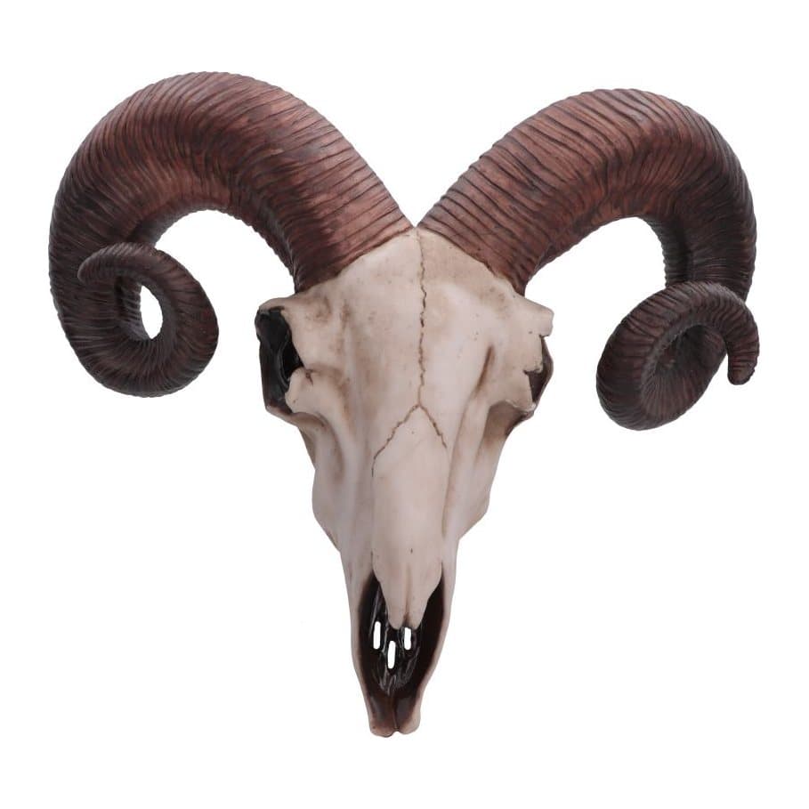 Realistic white ram's skull with curved brown horns, wall mounted