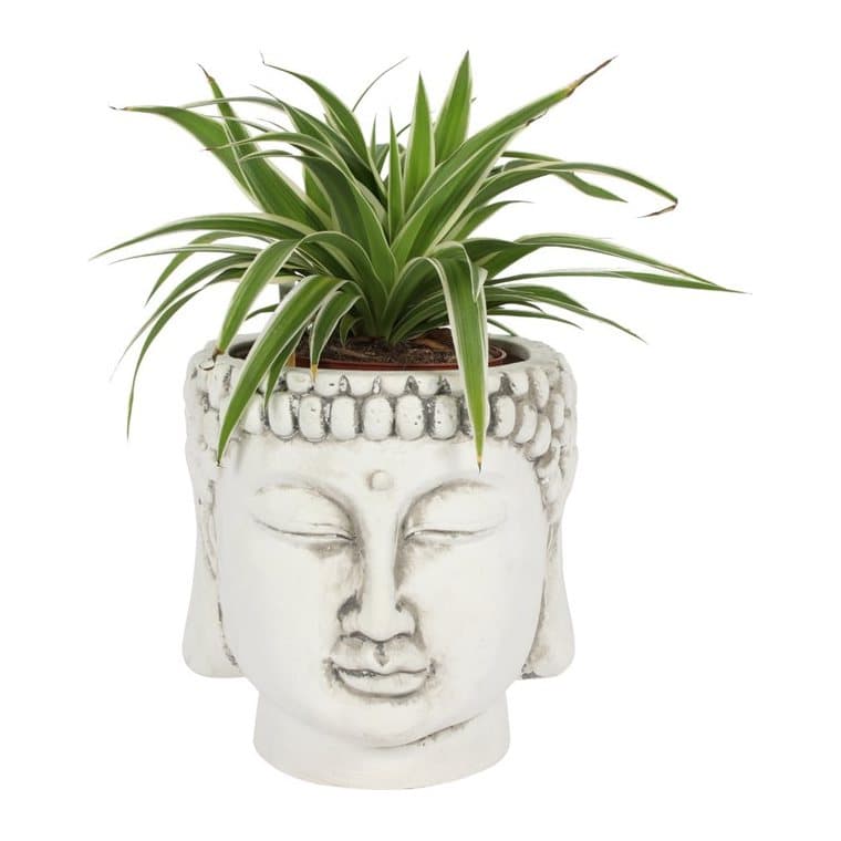White terracotta Buddha head planter